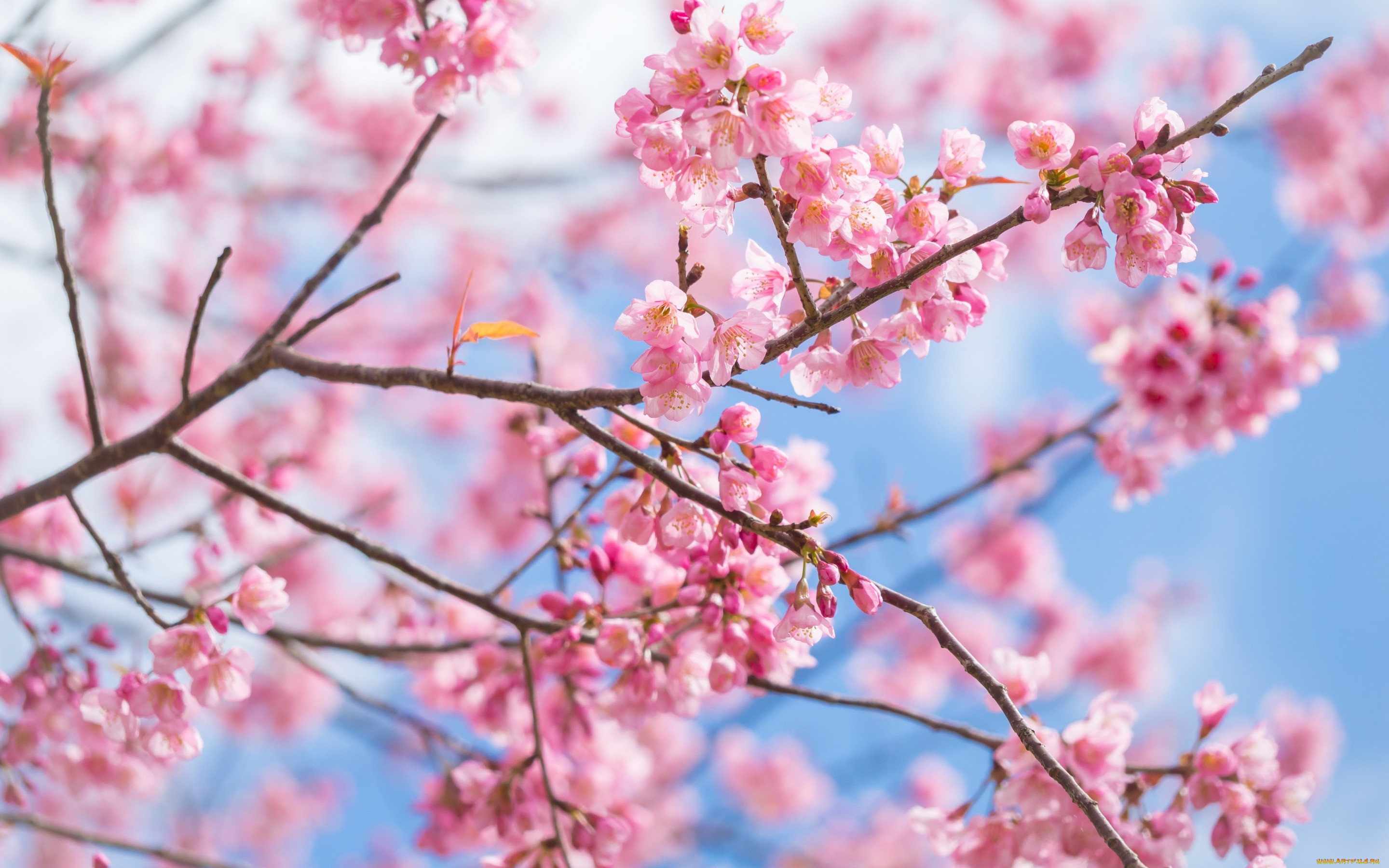 , ,  , sakura, , blossom, spring, , pink, cherry, bloom, 